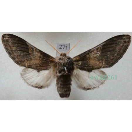 Notodonta tritophus (Denis & Schiffermüller, 1775) male Garbatka miesięcznica Czech27j